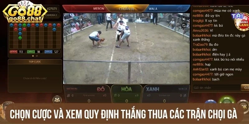 Chọn cược và xem quy định thắng thua các trận chọi gà